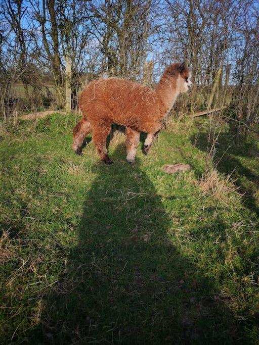 Willow Cottage In Idyllic Location Harrietsham エクステリア 写真