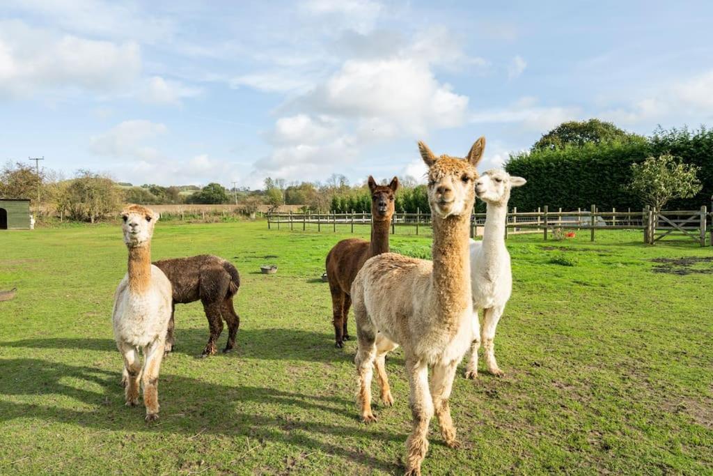 Willow Cottage In Idyllic Location Harrietsham エクステリア 写真